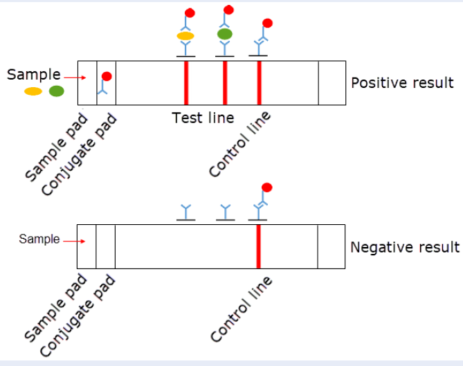 Membrane selection for lateral flow immunoassays